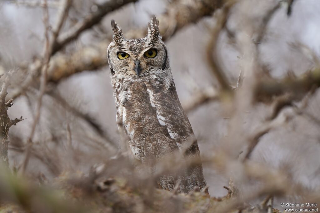 Spotted Eagle-Owladult