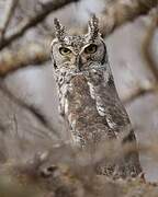 Spotted Eagle-Owl