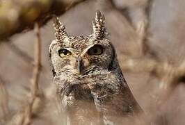 Spotted Eagle-Owl