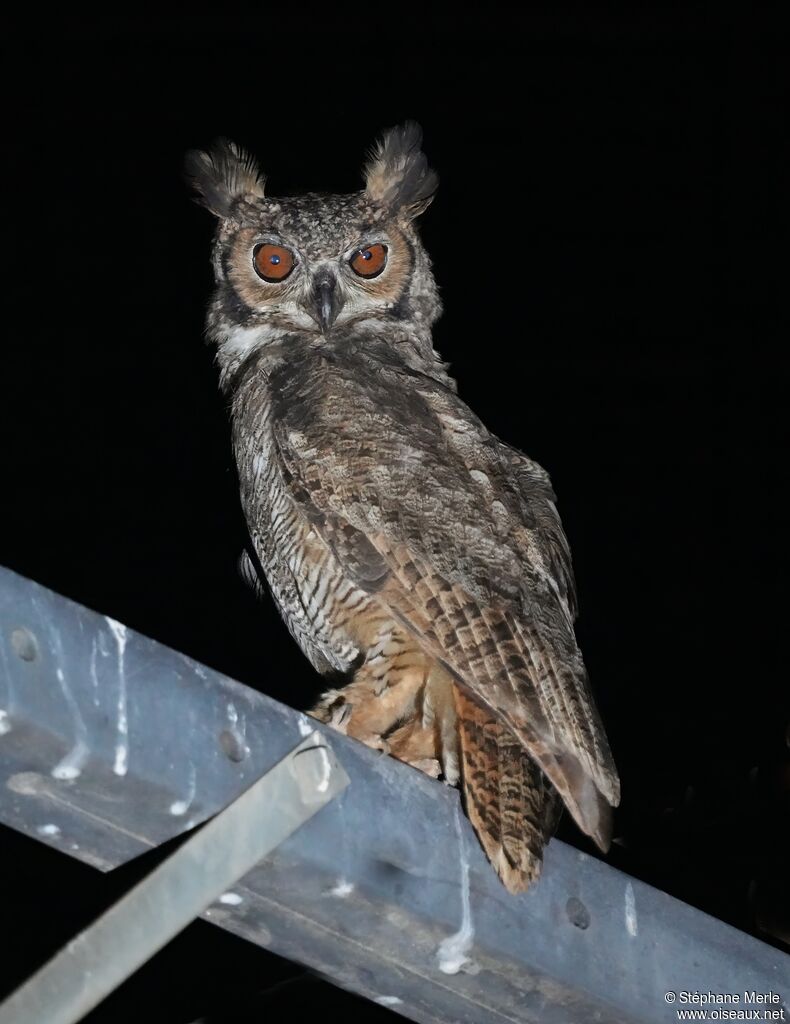 Great Horned Owladult