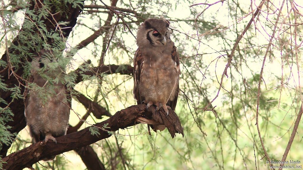 Verreaux's Eagle-Owl