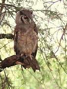 Verreaux's Eagle-Owl