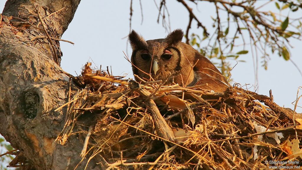 Verreaux's Eagle-Owladult