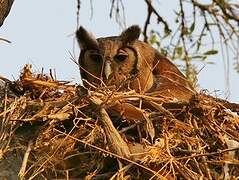 Verreaux's Eagle-Owl