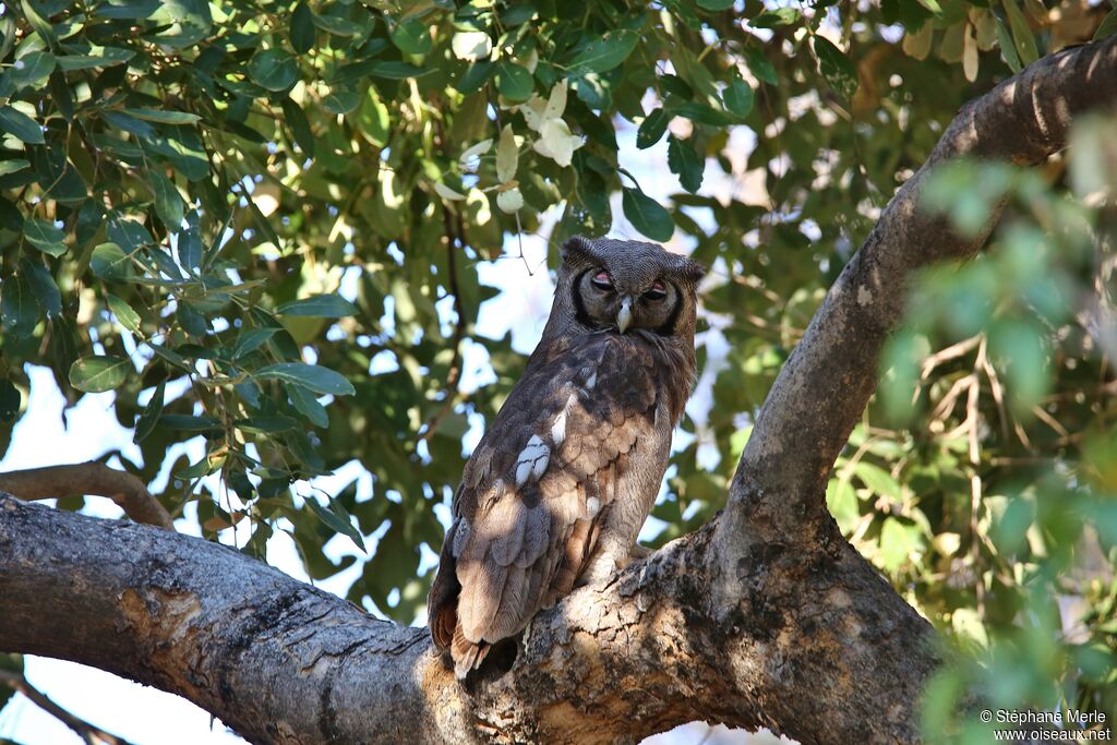 Verreaux's Eagle-Owladult