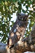 Verreaux's Eagle-Owl