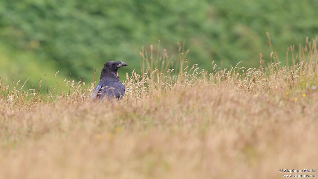 Northern Ravenadult