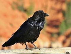 Northern Raven