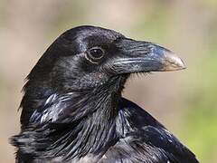 Northern Raven