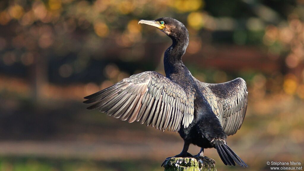 Great Cormorant