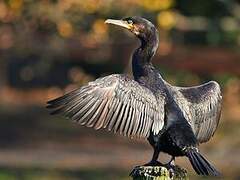 Great Cormorant