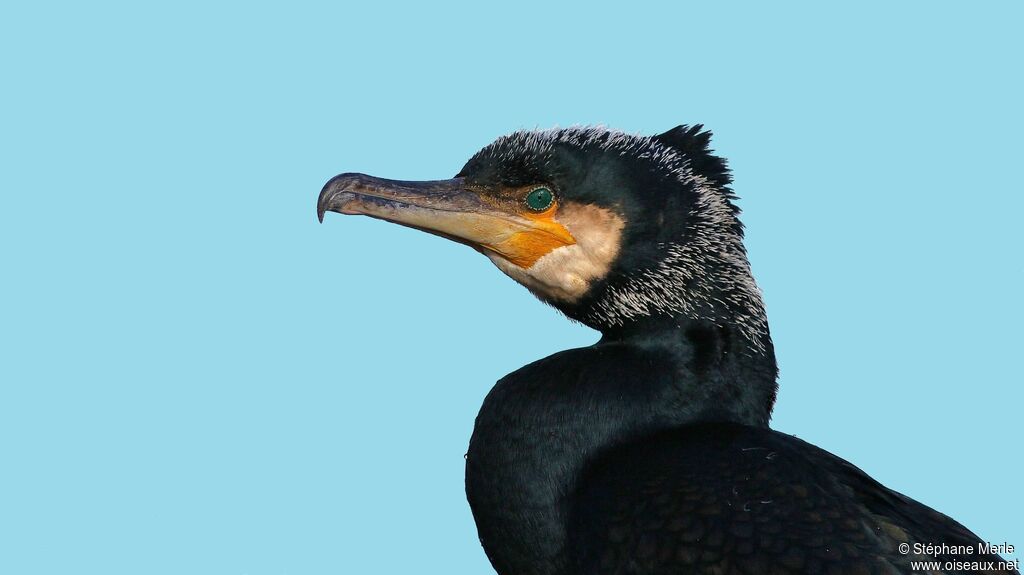 Grand Cormoran