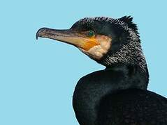 Great Cormorant