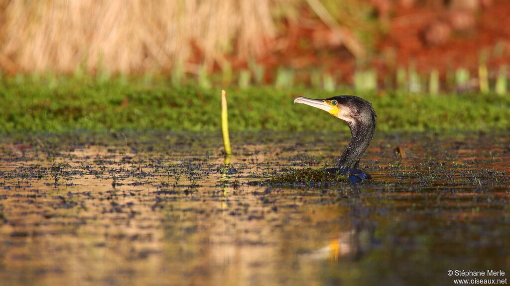 Great Cormorant