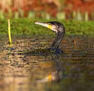 Great Cormorant