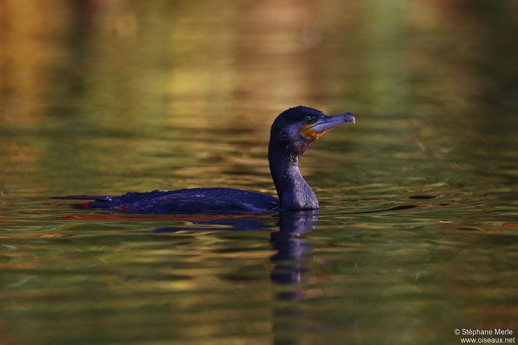 Grand Cormoranadulte