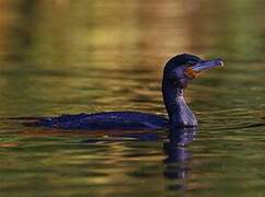 Great Cormorant