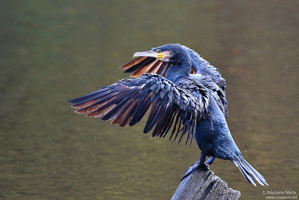 Grand Cormoranadulte