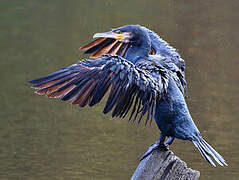 Great Cormorant