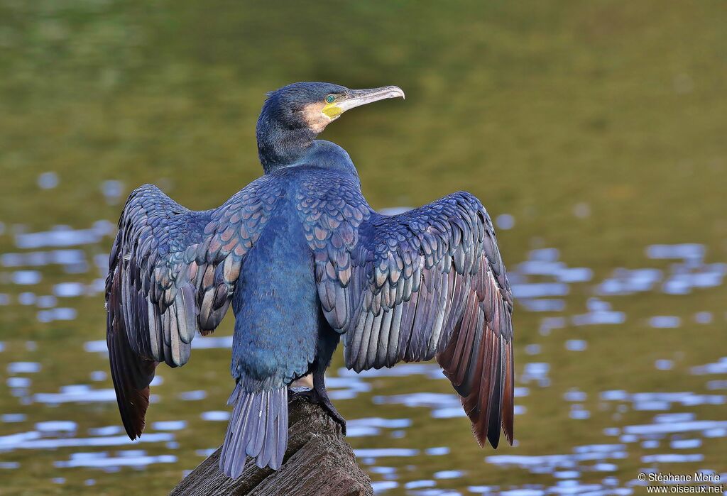 Grand Cormoranadulte