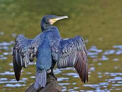 Great Cormorant