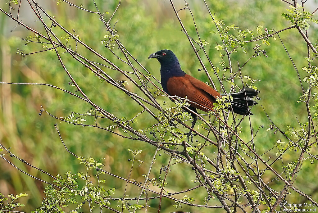 Grand Coucal