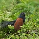 Grand Coucal