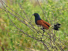 Greater Coucal