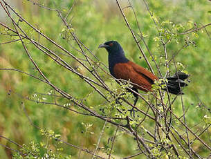 Grand Coucal