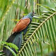 Greater Coucal