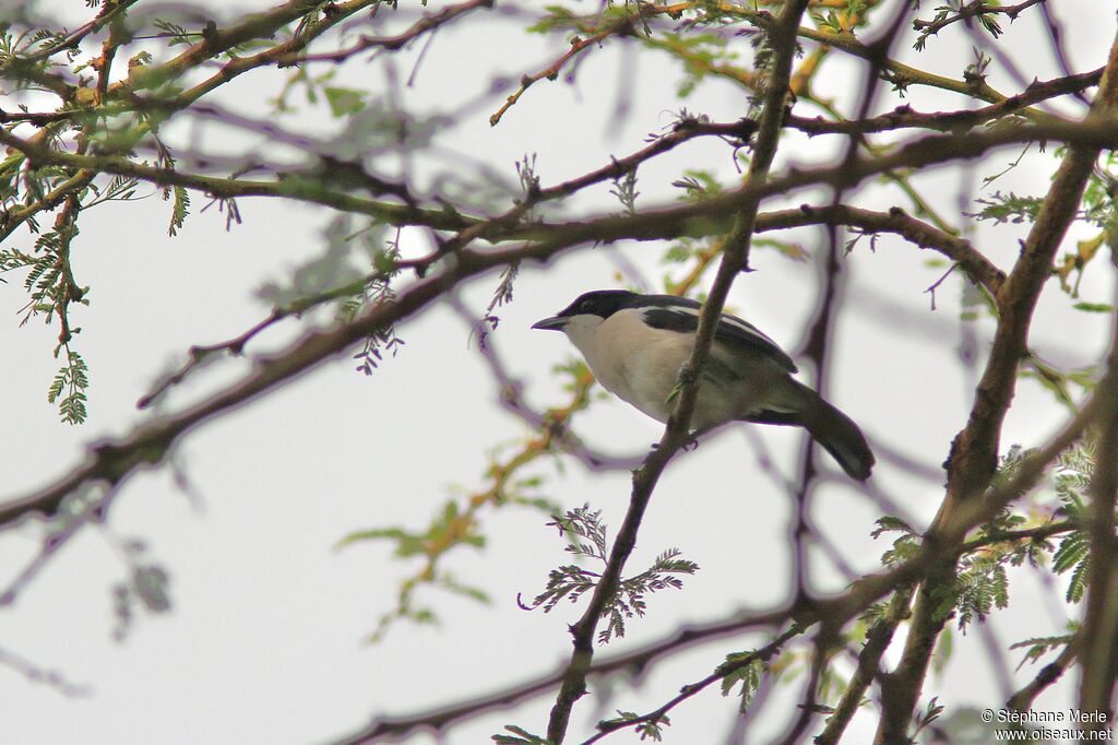 Tropical Boubou