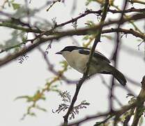 Tropical Boubou