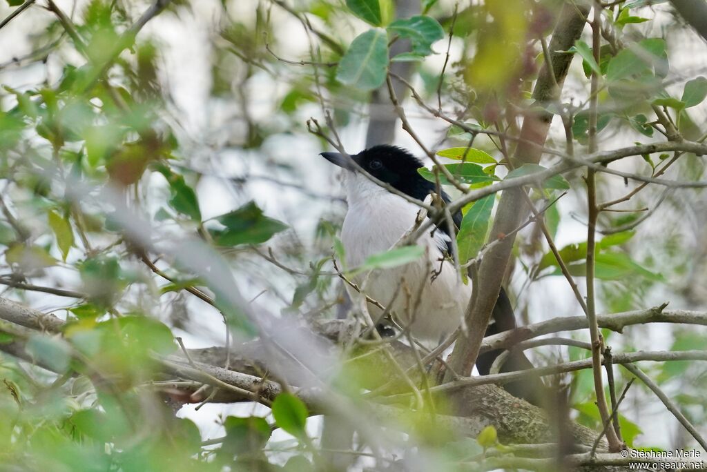 Tropical Boubouadult