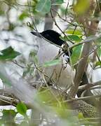 Tropical Boubou