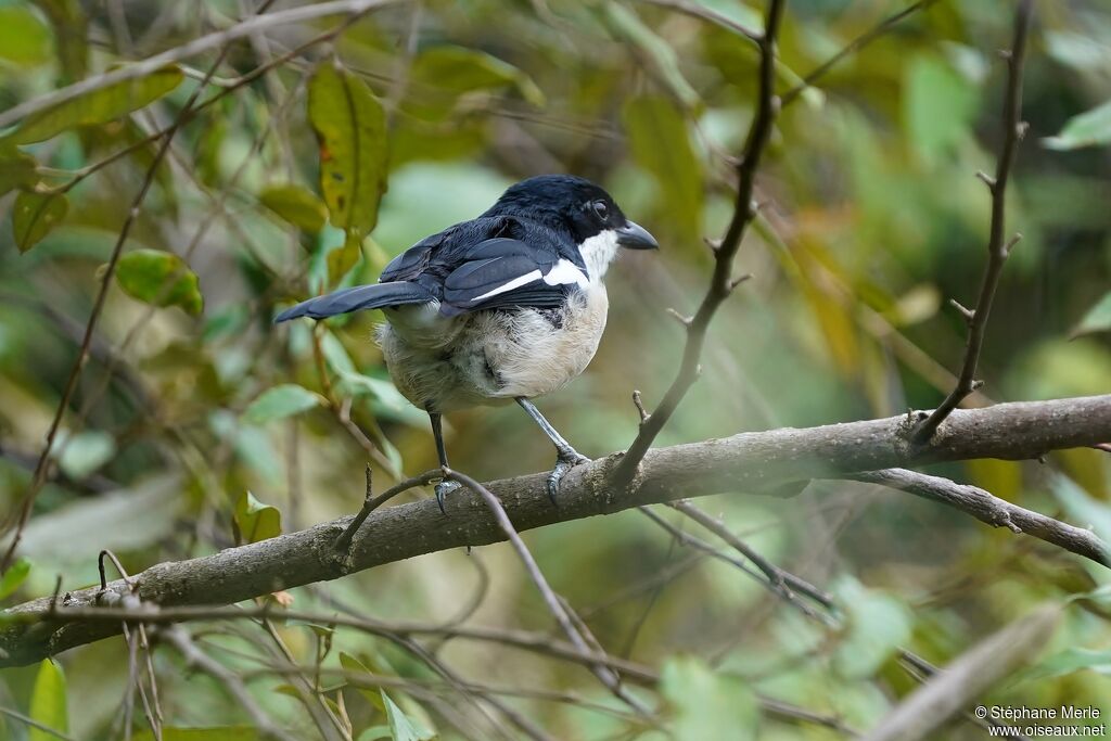 Tropical Boubou