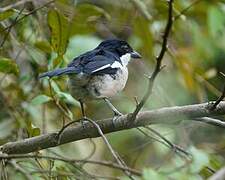 Tropical Boubou