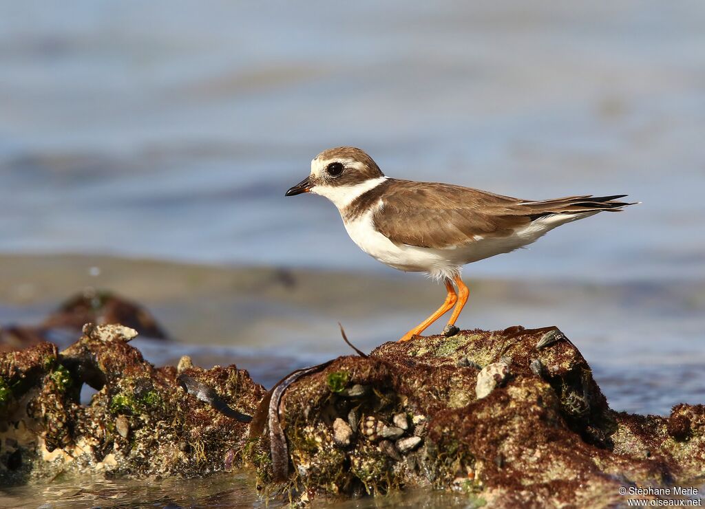 Common Ringed Plover