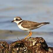 Common Ringed Plover