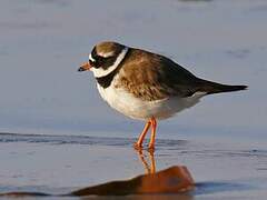 Common Ringed Plover