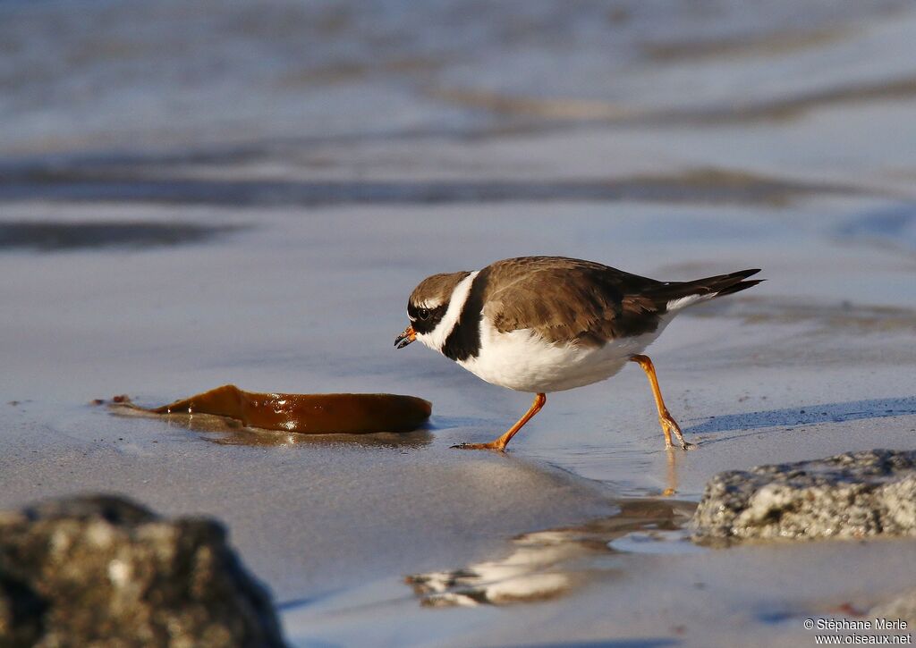 Common Ringed Ploveradult, walking