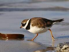 Common Ringed Plover