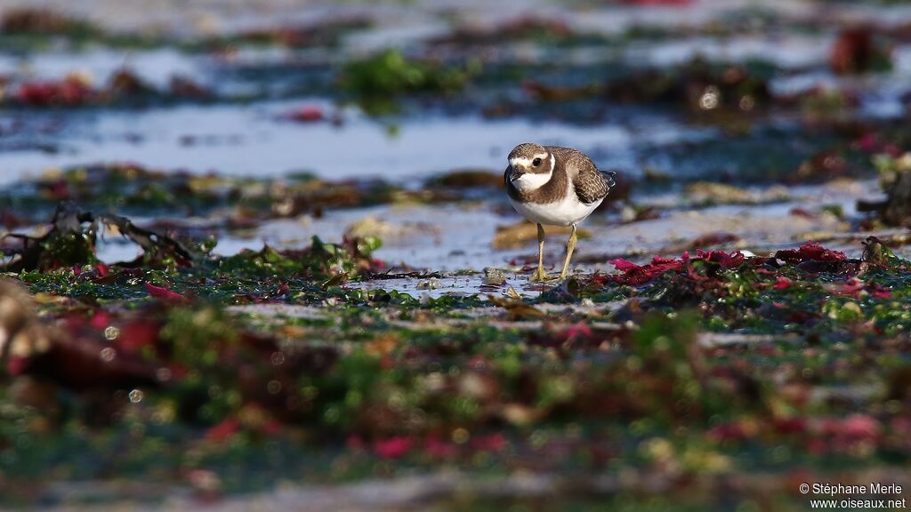 Common Ringed Plover