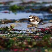 Common Ringed Plover