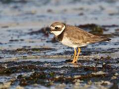 Common Ringed Plover