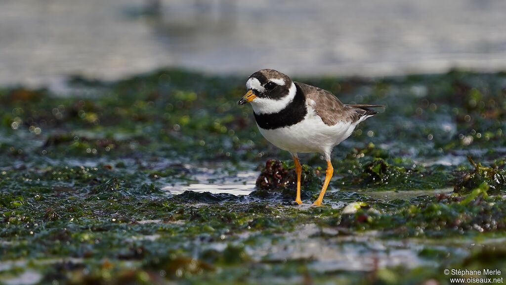 Common Ringed Ploveradult breeding