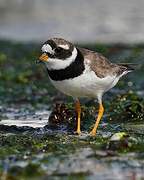 Common Ringed Plover