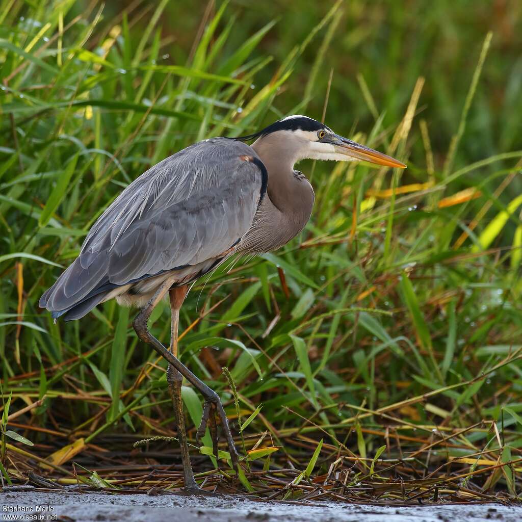 Great Blue Heronadult