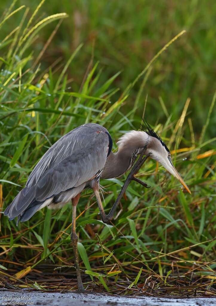 Great Blue Heronadult