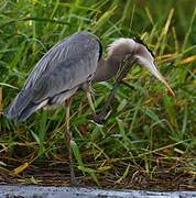 Great Blue Heron