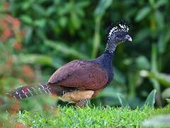 Great Curassow